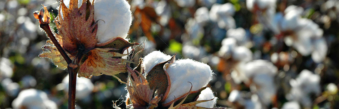 Cotton Stalk