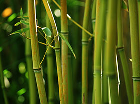 Bamboo Pellet Plant Production Line
