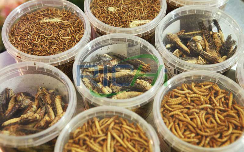 Britain Reaches Net Zero by Processing Insects Into Aquatic Feed and Poultry Feed