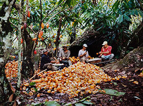 Coffee Husk Pellet Plant Production Line