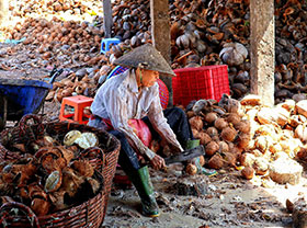 Coconut Shell Pellet Plant Production Line