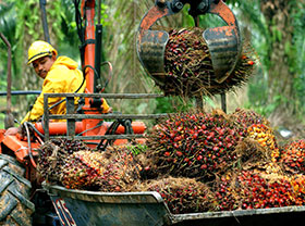 Palm Fiber Pellet Plant Production Line