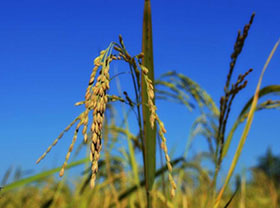 Rice Husk Pellet Plant Production Line
