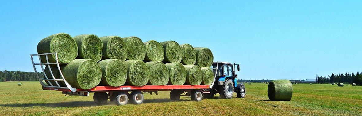 Grass packaged and harvested
