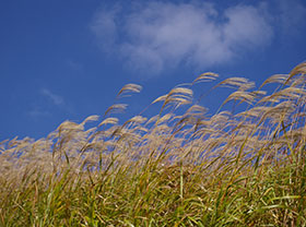 Miscanthus Pellet Plant Production Line