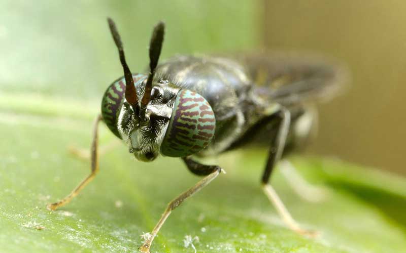 How to Make Insects Into Animal Feed Pellets?