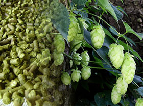 Hops Pellet Plant Production Line