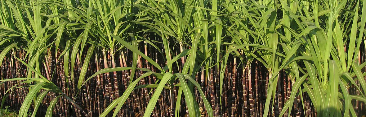 Sugarcane bagasse