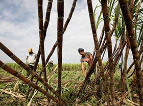 Sugarcane Bagasse Pellet Plant Production Line