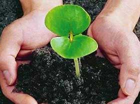 Organic Fertilizer Pellet Plant Production Line, How to Make Organic Fertilizer Pellet