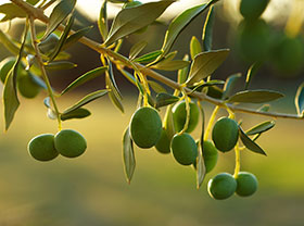 Olive Pomace Pellet Plant Production Line