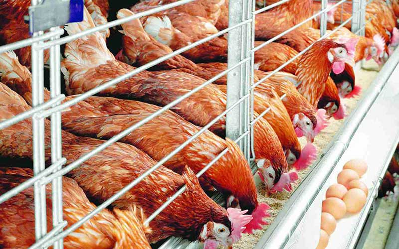 2021 Namibia Poultry Feed Demand Increases