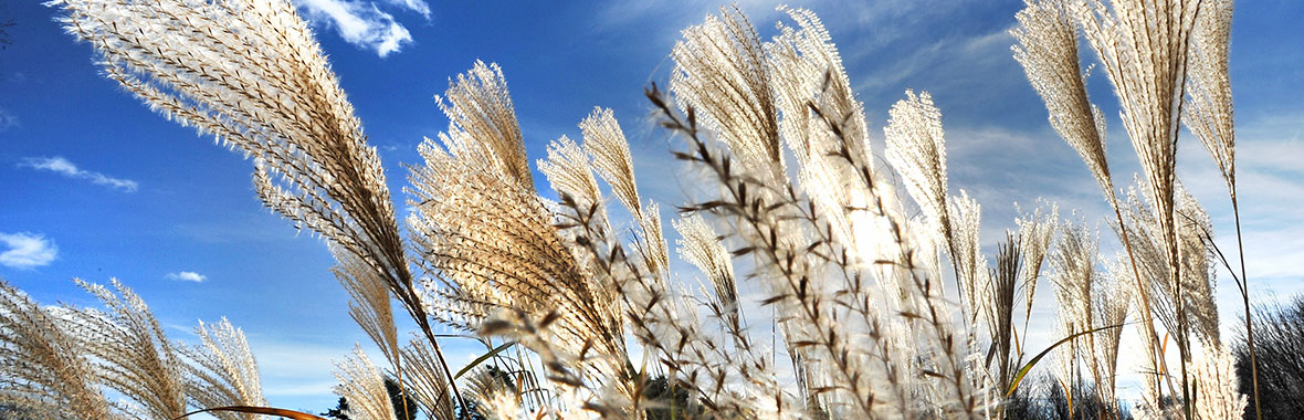 Miscanthus