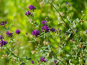 Alfalfa Pellet Plant Production Line