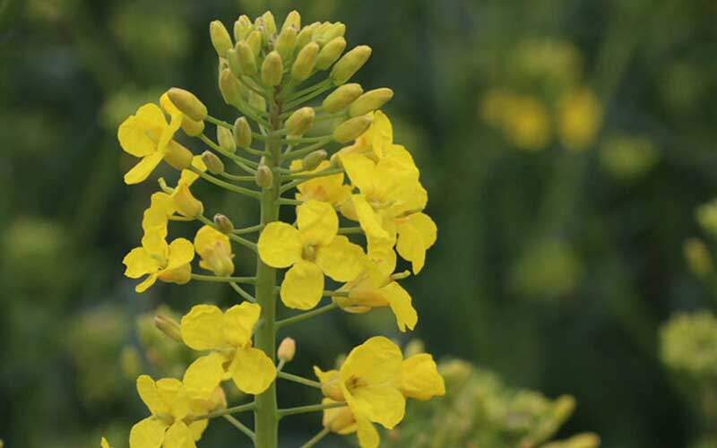 Canola Meal Is Used to Make Livestock Poultry Feed and Aquatic Feed Pellets?